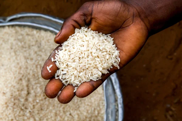 imagem colorida de uma mão segurando grãos de arroz