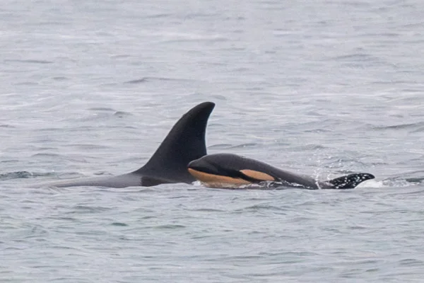 Orca