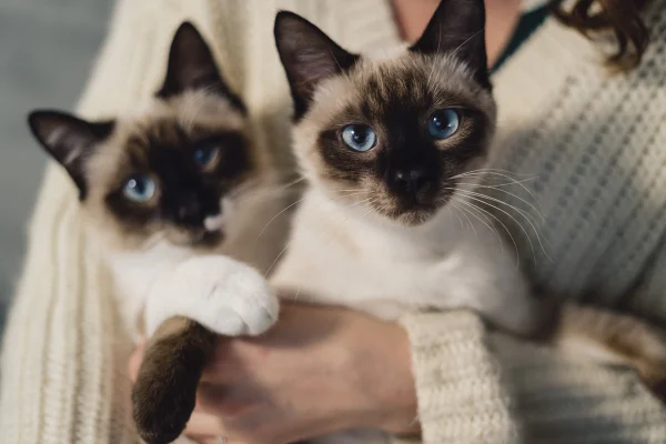 Imagem colorida de dois filhotes e gatos - Metrópoles