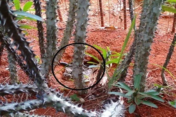 Polícia Militar captura cobra cascavel em casa no Park Way