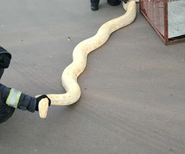 goias cobra piton