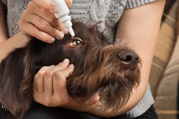 Doenças oculares: o tutor deve estar atento à saúde dos pets