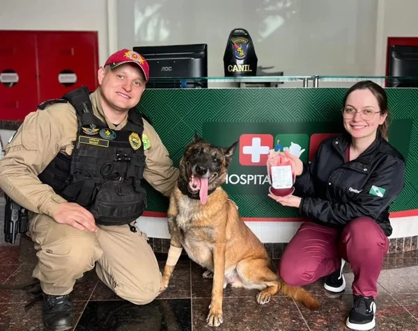 Imagem colorida de K9 Átila - Metrópoles