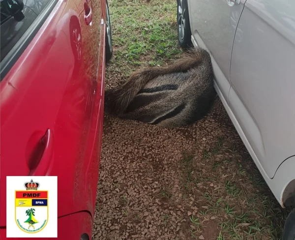 Tamanduá deitado entre carros - Metrópoles