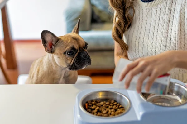 Mulher colocando comida para o seu cachorro da raça buldogue