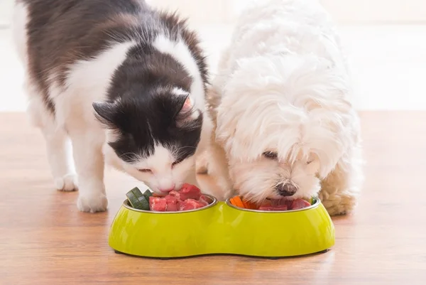 Alimentação natural pet: veja cinco cursos que te ensinam como fazer