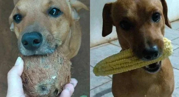 Bombou! Cãozinho presenteia tutora com mimos inesperados