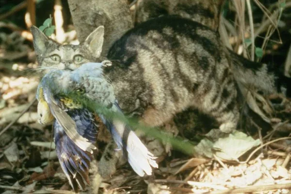 Austrália quer exterminar 2 milhões de gatos com petiscos envenenados