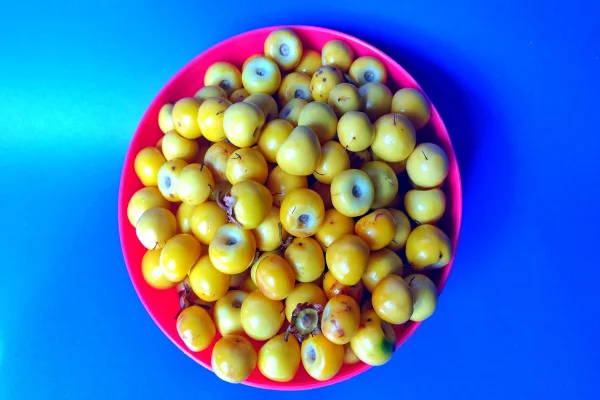 Frutas nanches amarelas em uma tigela vermelha com fundo azul. Frutos de Byrsonima crassifolia murici, nance, fruta com alto teor de vitamina C