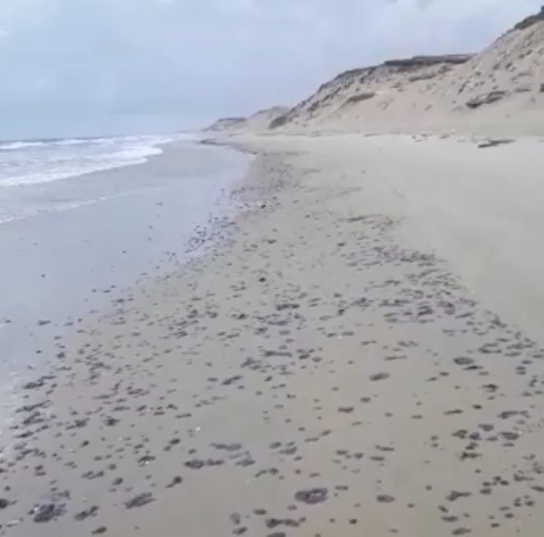 Vídeo. Óleo volta a aparecer no litoral cearense após dois meses