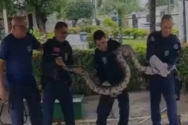 Imagem colorida, Jiboia de três metros é resgatada pela Guarda Municipal em Socorro- Metrópoles