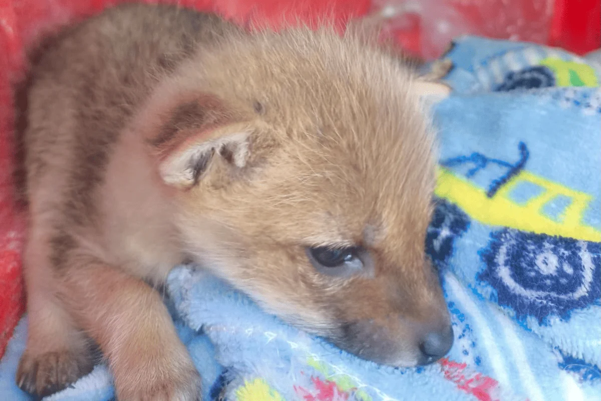 Filhote de raposa de 40 dias é resgatado após ser pego por gavião Filhote de raposa de 40 dias é resgatado após ser pego por gavião