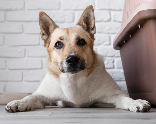 Cachorro sentado