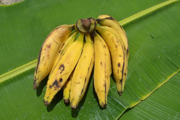 foto colorida banana da terra