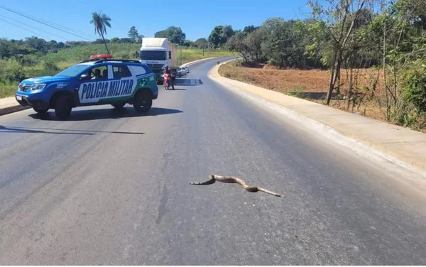Vídeo. PM para trânsito em rodovia no Entorno para travessia de jiboia