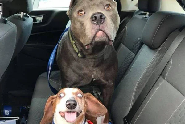 Na foto, um Cachorro pitbull e cachorro cego
