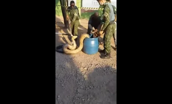 Sucuri de 5 metros e 70 kg é capturada em MT. Veja vídeos