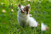 Animal furtado em RS
