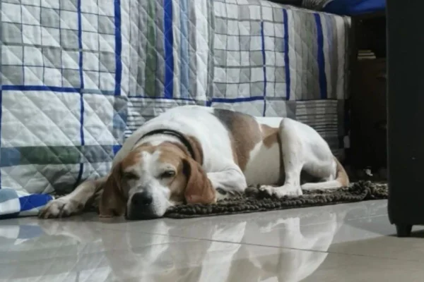 Jhonny, cachorro da raça foxhound-americano