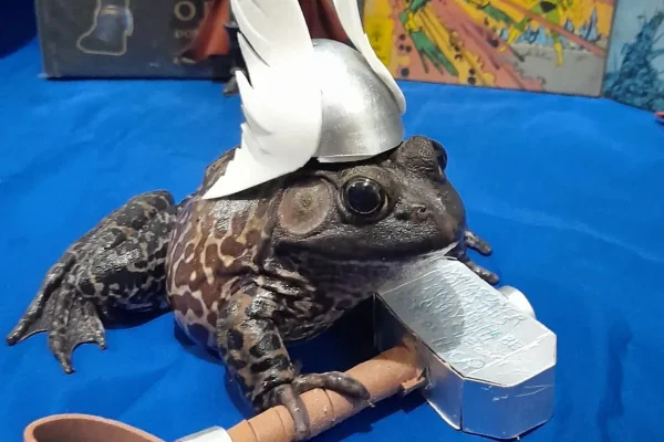 Homem cria rã-touro como pet de estimação e compartilha rotina na web