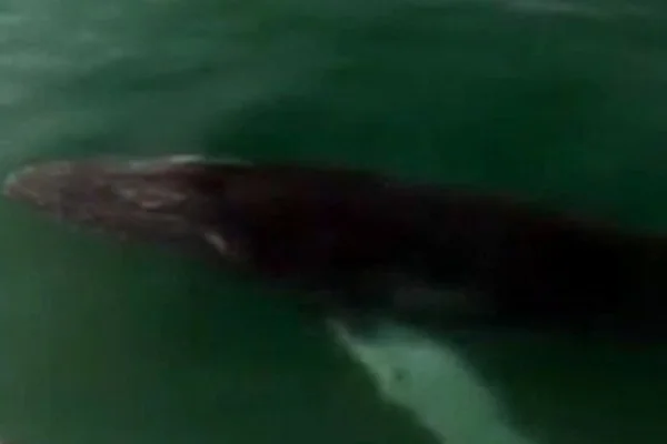 Vídeo: filhote de baleia jubarte é flagrado por navegantes em Salvador