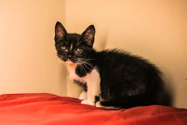 Saúde pet: os cães podem contrair FIV, a “AIDS felina”?