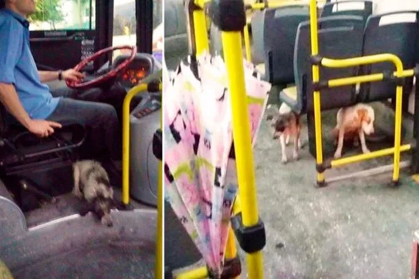 Na montagem temos duas fotos. Uma de um cachorro embaixo do banco do motorista do onibus e outra dos cachorros dentro do veiculo
