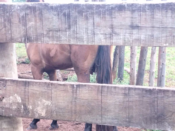 foto colorida de flagrante da Polícia Militar Ambiental, que autuou dono de cavalo que o submeteu a castração inadequada em Teodoro Sampaio (SP) - Metrópoles