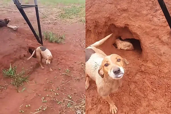 Cadela de três patas guia produtor até torre e salva filhotes da chuva