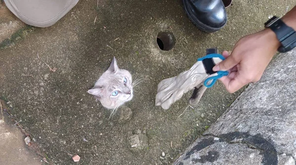 Gato fica preso em tubulação em Goiânia, Goiás