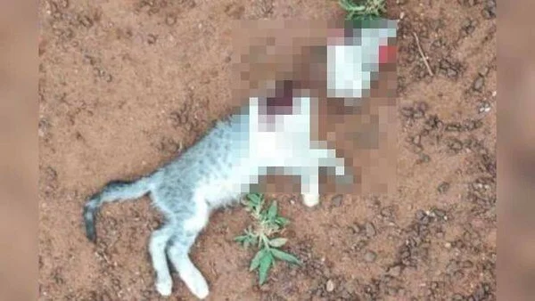 Marido é preso por decapitar gato e ameaçar esposa com facão em Nova Alvorada do Sul