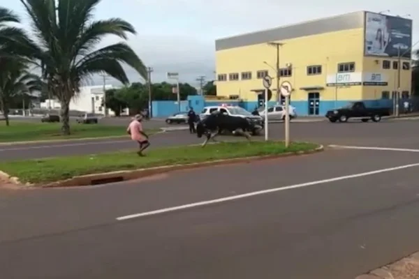 Touro descontrolado invade avenida e ataca duas pessoas