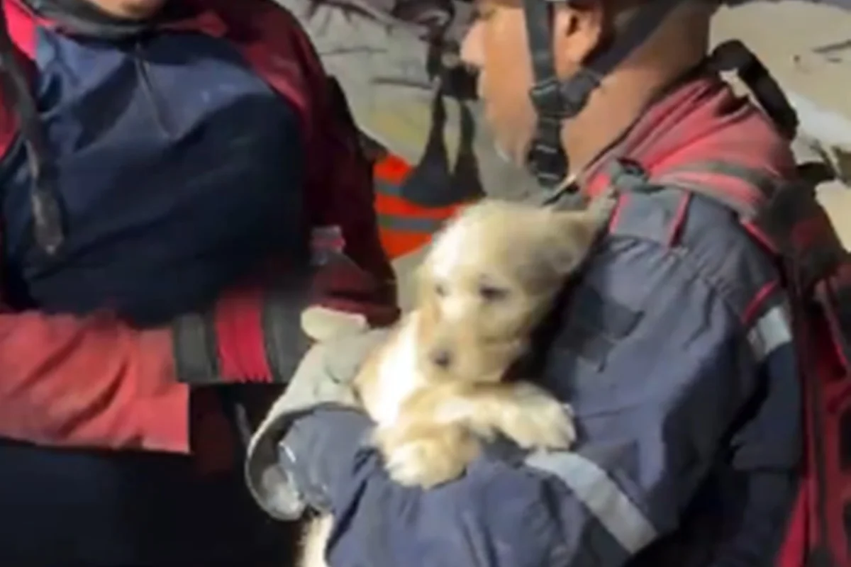 cachorro é resgatado de escombros na Venezuela cachorro é resgatado de escombros na Venezuela
