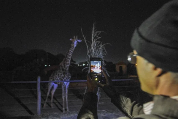 Zoo de Brasília abre agendamento para visitas noturnas. Veja horários
