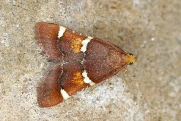 Imagem colorida mostra de mariposa batizada em homenagem papa Leão XIV - Metrópoles