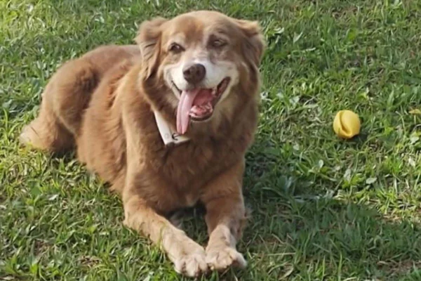 Cão Bob Coveiro
