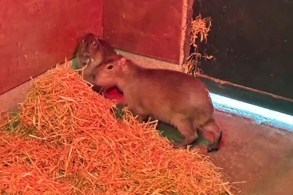 capivara inglaterra
