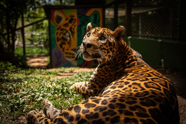 Onça mais velha do mundo em cativeiro morre em ONG no Entorno do DF