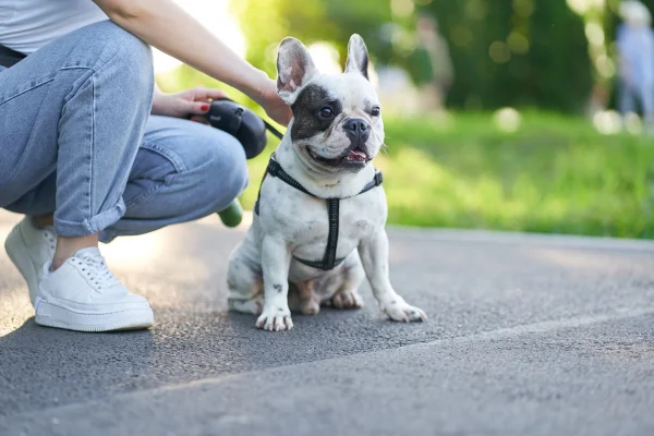 Cachorro passeando