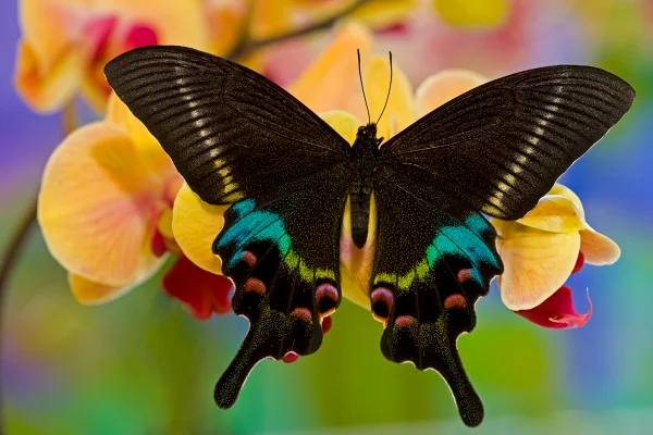 Imagem mostra borboleta preta com a ponta das asas colorida pousada em uma orquídea - Metrópoles