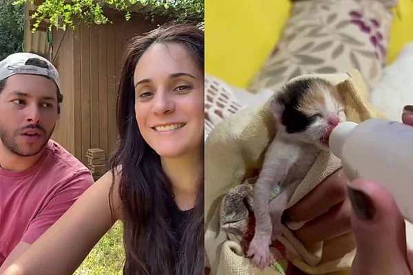Resgate lindo! Casal troca férias na praia para salvar gatinhos órfãos