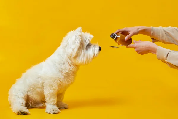 Foto colorida de pessoa oferecendo remedio para cachorro