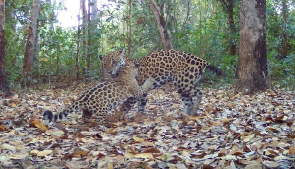 imagem colorida sesc votação nome onças pantanal
