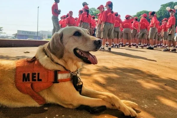 Instagram de cadela-bombeira exibe rotina de salvamentos