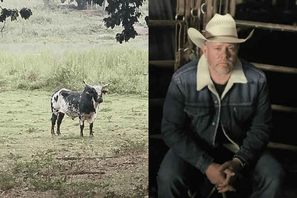 Queda do Império: saiba quanto custa touro que era usado pelo PCC
