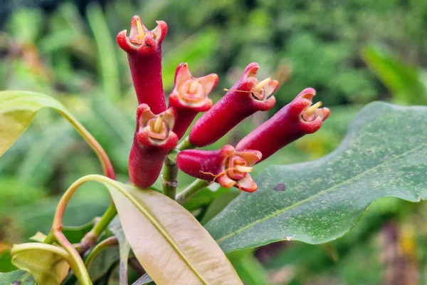 Cravo-da-índia: aprenda a cultivar a especiaria poderosa para a saúde
