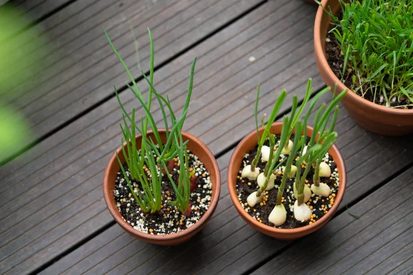 Plantas e alho - Metrópoles