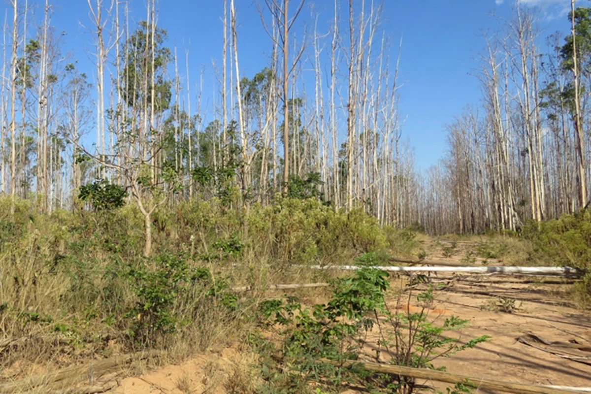 IA e satélites revelam mais de 13 mil hectares de áreas agrícolas abandonadas no Cerrado