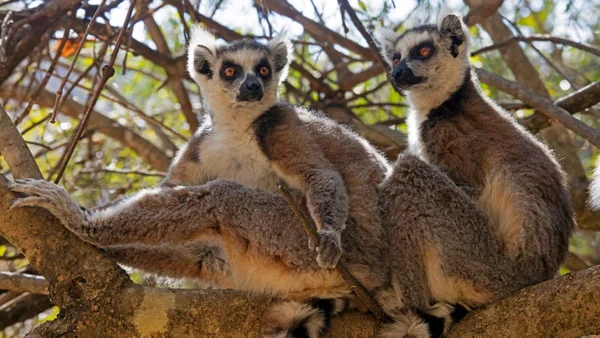 Casal de lêmures em uma árvore - Metrópoles