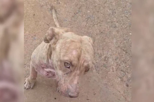 Um pit bull foi encontrado abandonado e com doenças de pele em uma casa no condomínio Vale do Sol em Planaltina na tarde desta quinta-feira (24/10). Segundo vizinhos, a dona do animal teria se mudado e deixado o cão sem água e alimentação desde o dia 22 de outubro. Denúncias foram feitas pelos moradores que relataram que o cachorro estava em situação de maus-tratos há algum tempo.